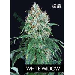 1 UND FEM - WHITE WIDOW * PURE SEEDS 1 UND FEMINIZADA