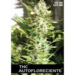 1 UND FEM - THC AUTOFLORECIENTE * PURE SEEDS 1 UND FEMINIZADA