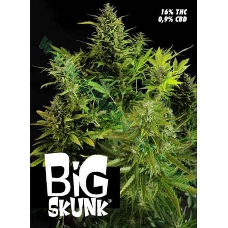 5 UND FEM - BIG SKUNK * PURE SEEDS FEMINIZADA 5 UND