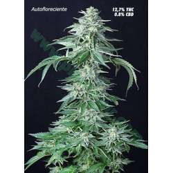 5 UND FEM - CUSTOM X * PURE SEEDS 5 UND FEMINIZADAS