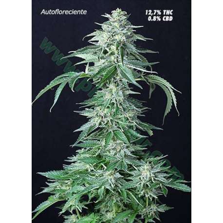 5 UND FEM - CUSTOM X * PURE SEEDS 5 UND FEMINIZADAS