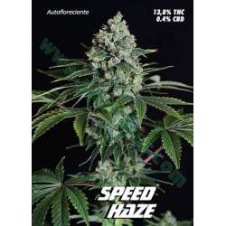 10 UND FEM - SPEED HAZE * PURE SEEDS 10 UND FEMINIZADASp