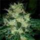 5 UND FEM - SOUR P * RESIN SEEDS 5 UND FEMINIZADAS