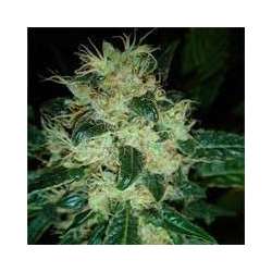 5 UND FEM - SOUR P * RESIN SEEDS 5 UND FEMINIZADAS