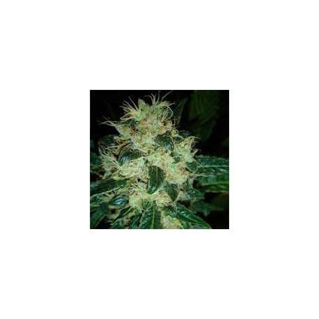 5 UND FEM - SOUR P * RESIN SEEDS 5 UND FEMINIZADAS