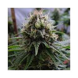 5 UND FEM - YUMMY * RESIN SEEDS 5 UND FEMINIZADAS