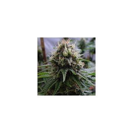 5 UND FEM - YUMMY * RESIN SEEDS 5 UND FEMINIZADAS