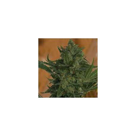 5 UND FEM - CRITICAL HAZE * RESIN SEEDS 5 UND FEMINIZADAS