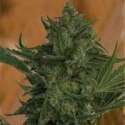 5 UND FEM - CRITICAL HAZE * RESIN SEEDS 5 UND FEMINIZADAS