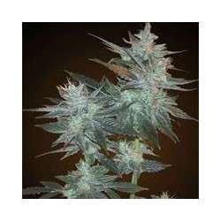 5 UND FEM - L.A. ULTRA * RESIN SEEDS 5 UND FEMINIZADAS