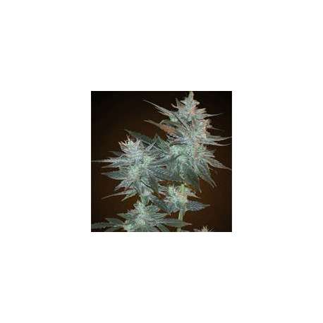 5 UND FEM - L.A. ULTRA * RESIN SEEDS 5 UND FEMINIZADAS