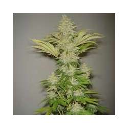 5 UND FEM - BUBBLICIOUS * RESIN SEEDS 5 UND FEMINIZADAS