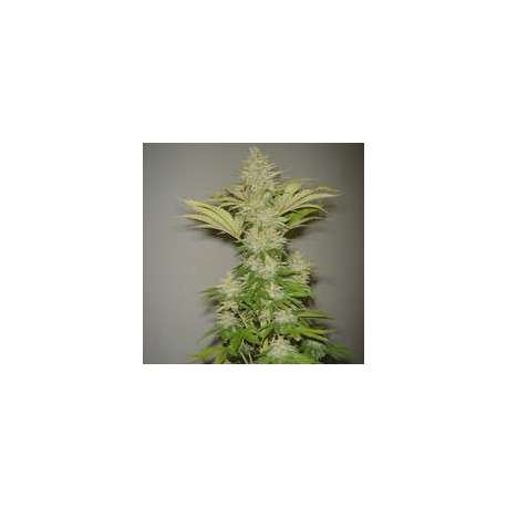 10 UNDFEM - BUBBLICIOUS * RESIN SEEDS 10 UND FEMINIZADAS