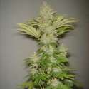 10 UNDFEM - BUBBLICIOUS * RESIN SEEDS 10 UND FEMINIZADAS