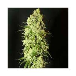 3 UND FEM - CANNATONIC * RESIN SEEDS 3 UND FEMINIZADAS