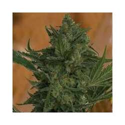 3 UND FEM - CRITICAL HAZE * RESIN SEEDS 3 UND FEMINIZADAS