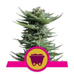 10 UND FEM - SHINING SILVER HAZE * ROYAL QUEEN 10 UND FEMINIZADAS