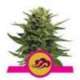 10 UND FEM - BLUE MYSTIC * ROYAL QUEEN 10 UND FEMINIZADAS