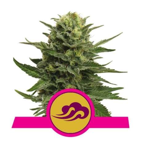 10 UND FEM - BLUE MYSTIC * ROYAL QUEEN 10 UND FEMINIZADAS