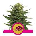 10 UND FEM - BLUE MYSTIC * ROYAL QUEEN 10 UND FEMINIZADAS
