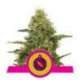 10 UND FEM - NORTHERN LIGHT * ROYAL QUEEN 10 UND FEMINIZADAS