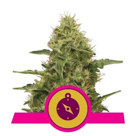 10 UND FEM - NORTHERN LIGHT * ROYAL QUEEN 10 UND FEMINIZADAS