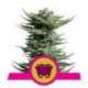 5 UND FEM - SHINING SILVER HAZE * ROYAL QUEEN 5 UND FEMINIZADAS