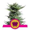 5 UND FEM - SHINING SILVER HAZE * ROYAL QUEEN 5 UND FEMINIZADAS