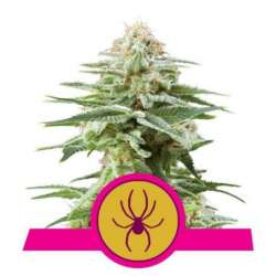 3 UND FEM - WHITE WIDOW * ROYAL QUEEN 3 UND FEMINIZADAS