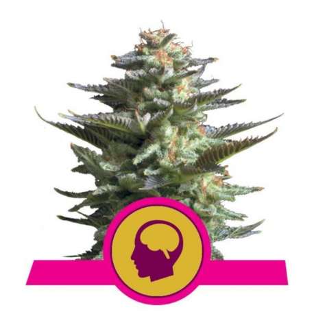 3 UND FEM - AMNESIA HAZE * ROYAL QUEEN 3 UND FEMINIZADAS