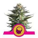 3 UND FEM - AMNESIA HAZE * ROYAL QUEEN 3 UND FEMINIZADAS