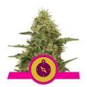 3 UND FEM - NORTHERN LIGHT * ROYAL QUEEN 3 UND FEMINIZADAS