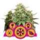 3 UND FEM - FEMINIZED MIX * ROYAL QUEEN 3 UND FEMINIZADAS