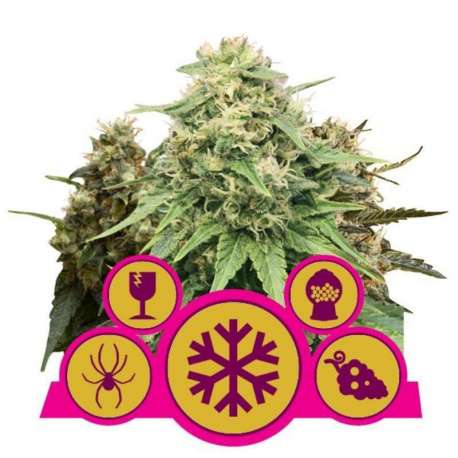 3 UND FEM - FEMINIZED MIX * ROYAL QUEEN 3 UND FEMINIZADAS