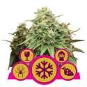 3 UND FEM - FEMINIZED MIX * ROYAL QUEEN 3 UND FEMINIZADAS