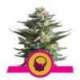 1 UND FEM - AMNESIA HAZE * ROYAL QUEEN 1 UND FEMINIZADA