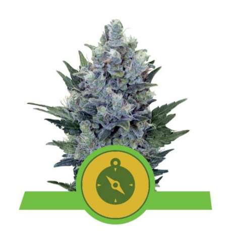 1 UND FEM - NORTHERN LIGHT AUTOMATIC * ROYAL QUEEN 1 UND FEMINIZADA