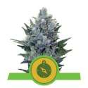 1 UND FEM - NORTHERN LIGHT AUTOMATIC * ROYAL QUEEN 1 UND FEMINIZADA