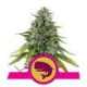 3 UND FEM - ROYAL MOBY * ROYAL QUEEN 3 UND FEMINIZADAS