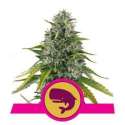 3 UND FEM - ROYAL MOBY * ROYAL QUEEN 3 UND FEMINIZADAS