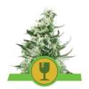 3 UND FEM - ROYAL CRITICAL AUTOMATIC * ROYAL QUEEN 3 UND FEMINIZADAS
