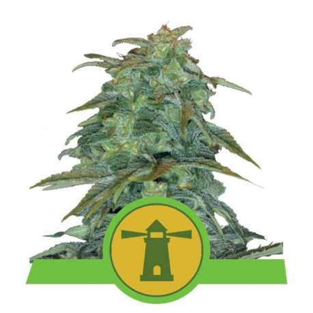 3 UND FEM - ROYAL HAZE AUTOMATIC * ROYAL QUEEN 3 UND FEMINIZADAS