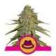 3 UND FEM - O.G. KUSH * ROYAL QUEEN 3 UND FEMINIZADAS