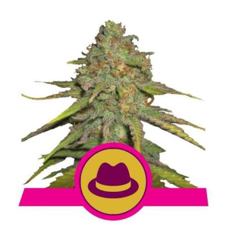 3 UND FEM - O.G. KUSH * ROYAL QUEEN 3 UND FEMINIZADAS