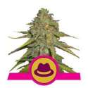 3 UND FEM - O.G. KUSH * ROYAL QUEEN 3 UND FEMINIZADAS