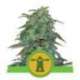 5 UND FEM - ROYAL HAZE AUTOMATIC * ROYAL QUEEN 5 UND FEMINIZADAS