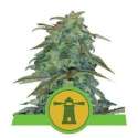 5 UND FEM - ROYAL HAZE AUTOMATIC * ROYAL QUEEN 5 UND FEMINIZADAS