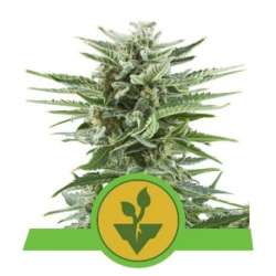 10 UND FEM - EASY BUD * ROYAL QUEEN 10 UND FEMINIZADAS