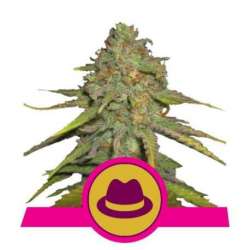 10 UND FEM - O.G. KUSH * ROYAL QUEEN 10 UND FEMINIZADAS