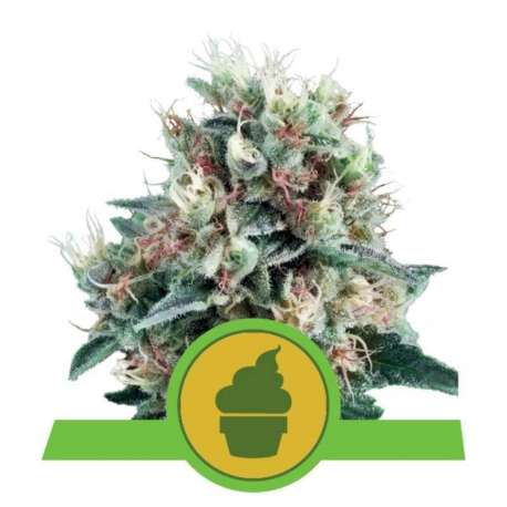 10 UND FEM - ROYAL CREAMATIC AUTO * ROYAL QUEEN 10 UND FEMINIZADAS